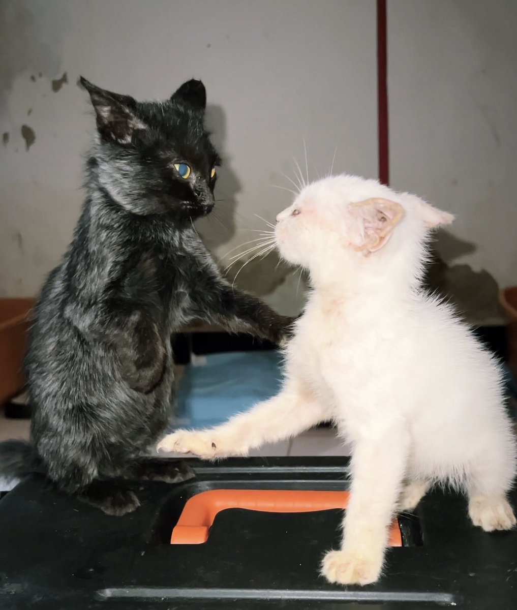 Gatinhos da Di 🐈 Abrigo Davi tweet media