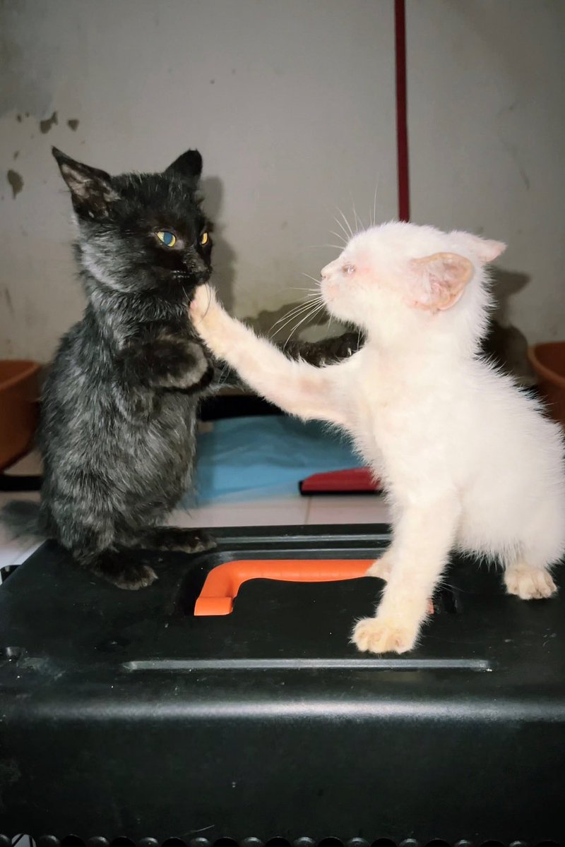 Gatinhos da Di 🐈 Abrigo Davi tweet media