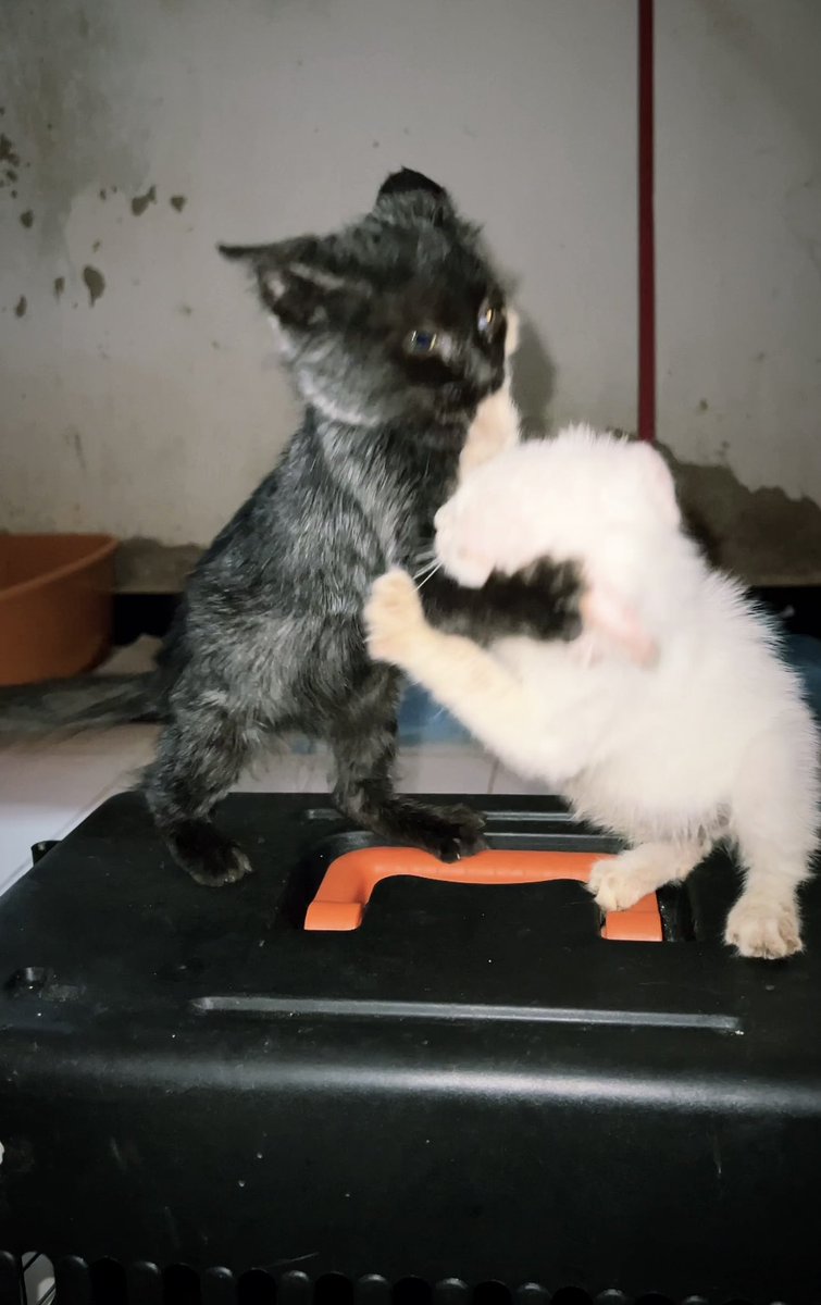 Gatinhos da Di 🐈 Abrigo Davi tweet media