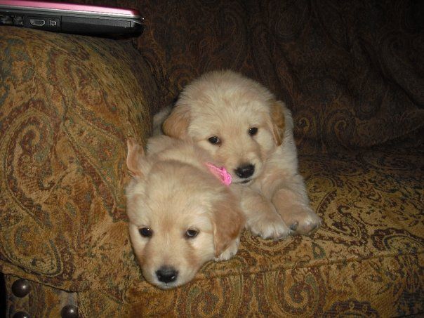 puppies_video's tweet photo. Always together.... https://t.co/HJMRD0b6JM
