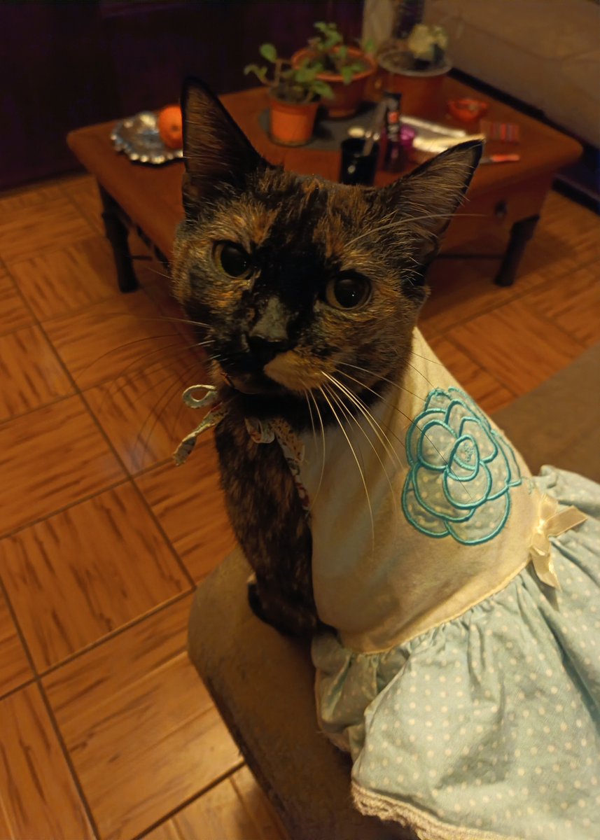 wiredrat's tweet photo. Se puso vestido x los 300 likes digan hola https://t.co/meXGbrmuqe