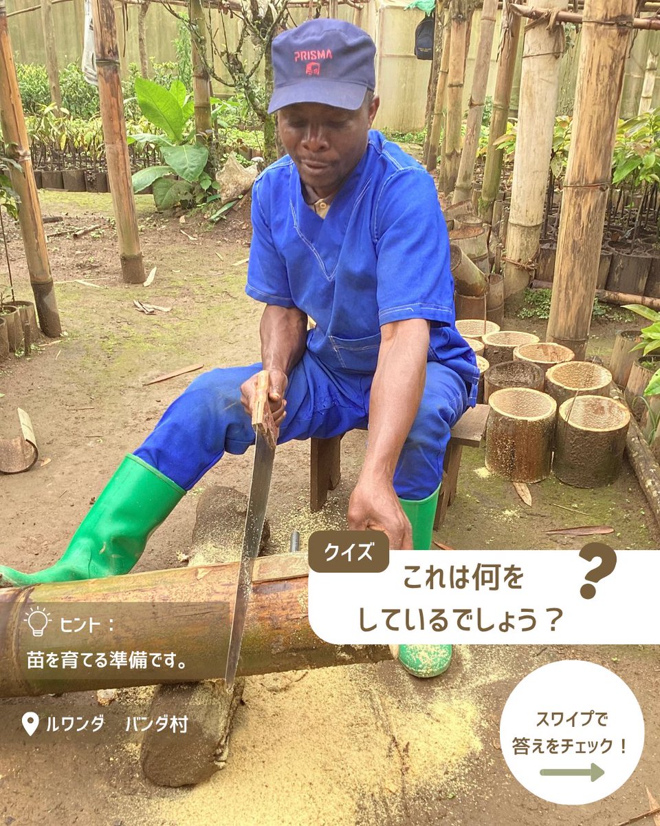 TFTjp's tweet photo. 今日は支援先のルワンダから、苗木づくりの様子をお届け🌱
環境に配慮して作成した竹製のポットに、アボカドの苗を一つひとつ植えました🎋
収穫後に学校給食に活用し、余剰分は地域で販売しています🤝
「食」「教育」「環境」をつなぐ循環を地域とともに育てています✨
#tablefor2
#ルワンダ https://t.co/dB0rzmbAfq