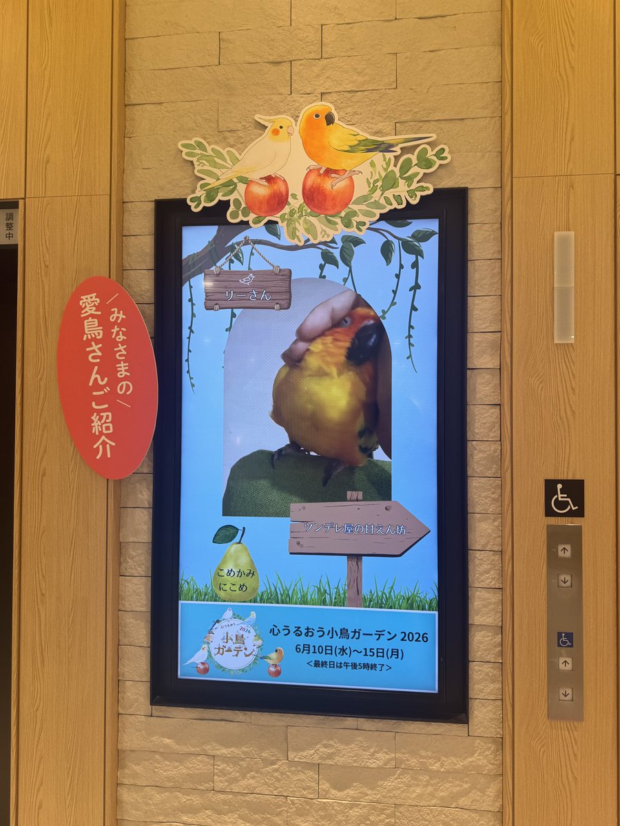 kantarow's tweet photo. 阪神梅田本店で開催の「#小鳥ガーデン」
本日2日目です
昨日は鳥好きさんのパワーに圧倒された1日でした、本当に楽しかった、感謝感謝です
会期は来週月曜、6月15日までの開催
ウチの子自慢の小鳥談義もぜひぜひお待ちしていますね
会場サイネージには愛鳥さん自慢動画も放映中でっす！
観に来てね？ https://t.co/hqwkDZGyAe