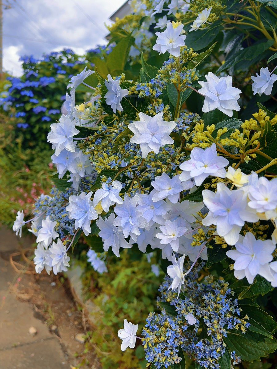 pigumin927's tweet photo. 好きな紫陽花✨ https://t.co/OPsxBgJNLK
