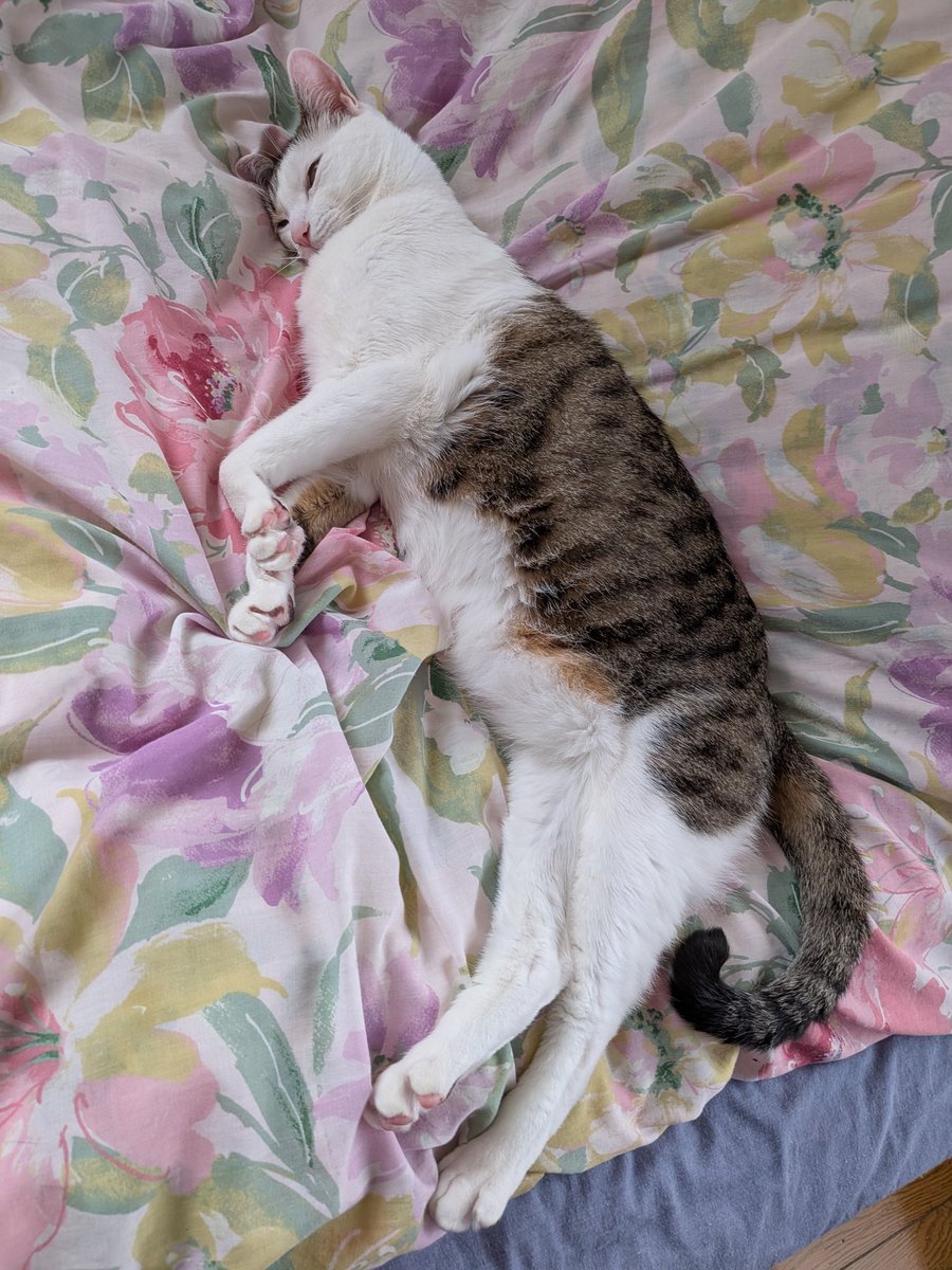 Cherrymomo7's tweet photo. たくさん遊んだのでおネムです😊
＃猫 https://t.co/RVDgLGnI53