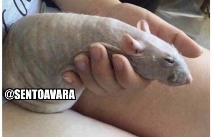Diogodeoliver's tweet photo. @futebol_info @simpraisa TÁ OBRIGADO AÍ?
TÁ DE FAVOR FILHO DA PUTA?
VAI TOMAR NO TEU CU. 
TÁ CARENTE TOMA UM BICHINHO PRA VC FAZER CARINHO https://t.co/RodM29o7JE