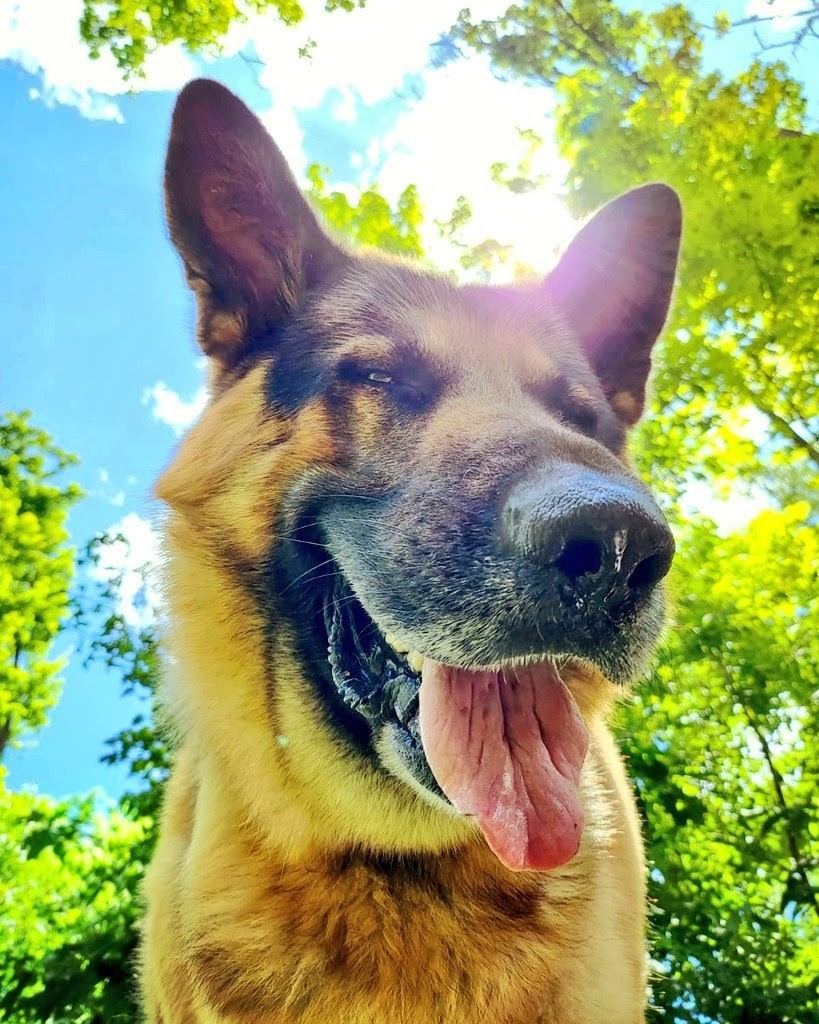 Kinkysonya1_aoz's tweet photo. From curious moments to wild adventures, every day is better with a loyal K9 companion. 💞🐶🤤🐾🏇✨🎉
#pawlove #zooporn #dogfucksgirl #doggocontents #paypig https://t.co/GKq3Ras8y3
