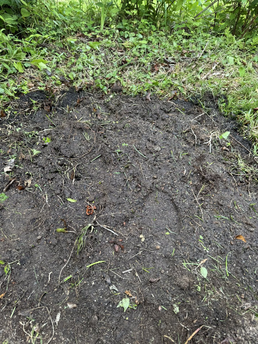 maximum_0420's tweet photo. シロバナヒガンバナ
分球して植え付けして
暇だったので家際の草刈って
梅の実も採っちゃった https://t.co/vkltPs4XuV