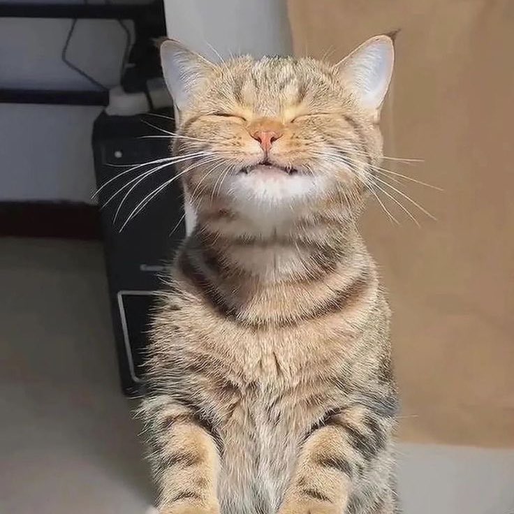 99leemark0802's tweet photo. 🐱♡ https://t.co/0u3pcRKgbI
