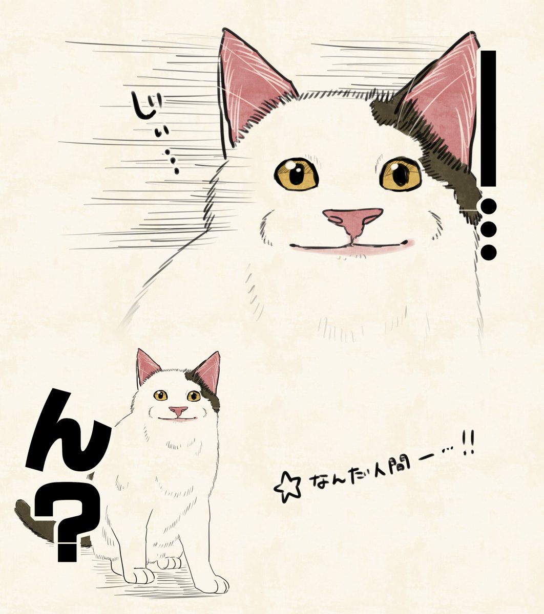 ネコっぷり Post by 桜プリン🐾書籍発売中！ on X: これすき…