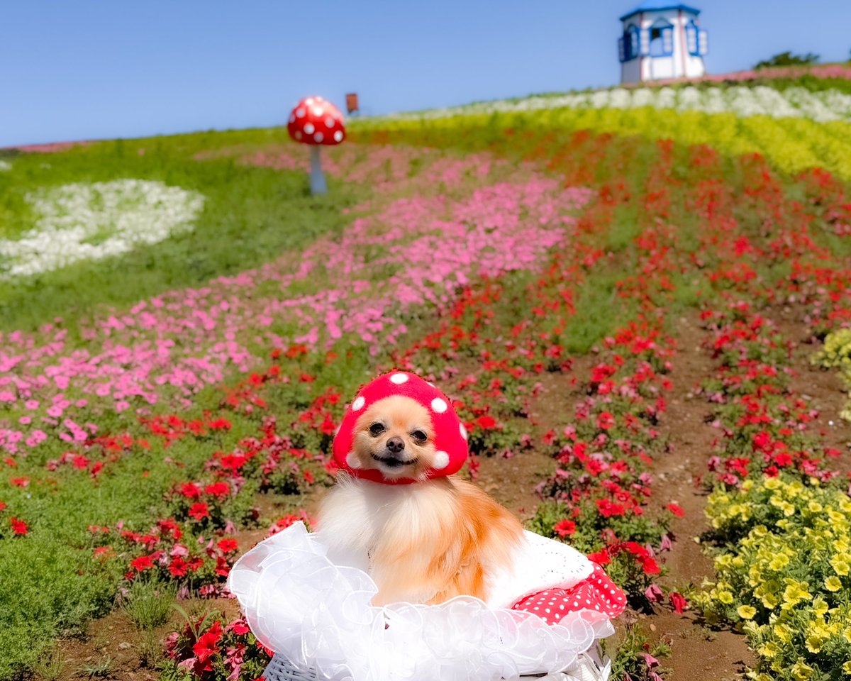 t_doitsu's tweet photo. 🎉100リポスト達成🎉

たくさんの応援ありがとうございました！！🐶

ということで…
＼ いろどりの丘エリア限定 ／
 6月いっぱいわんちゃんのお散歩OK決定！

ぜひ愛犬とのお散歩をお楽しみください☺️
 みなさまのご協力本当にありがとうございました！😭

#東京ドイツ村 https://t.co/pl9jM2AGGt