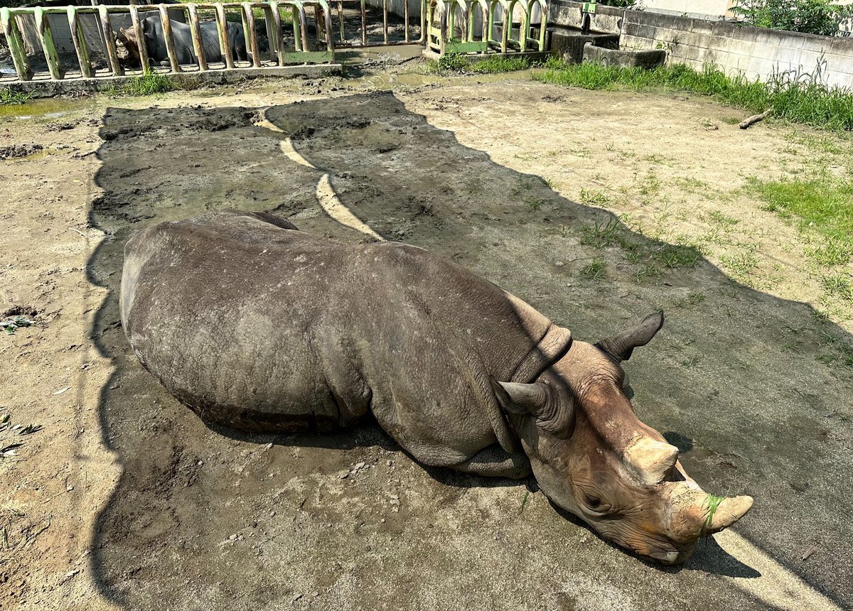 kobacho78's tweet photo. 柵がなかったり、近くで見れたり。
この動物園好き😊

#熊本市動植物園
#熊本市 https://t.co/iXBEUIToFL