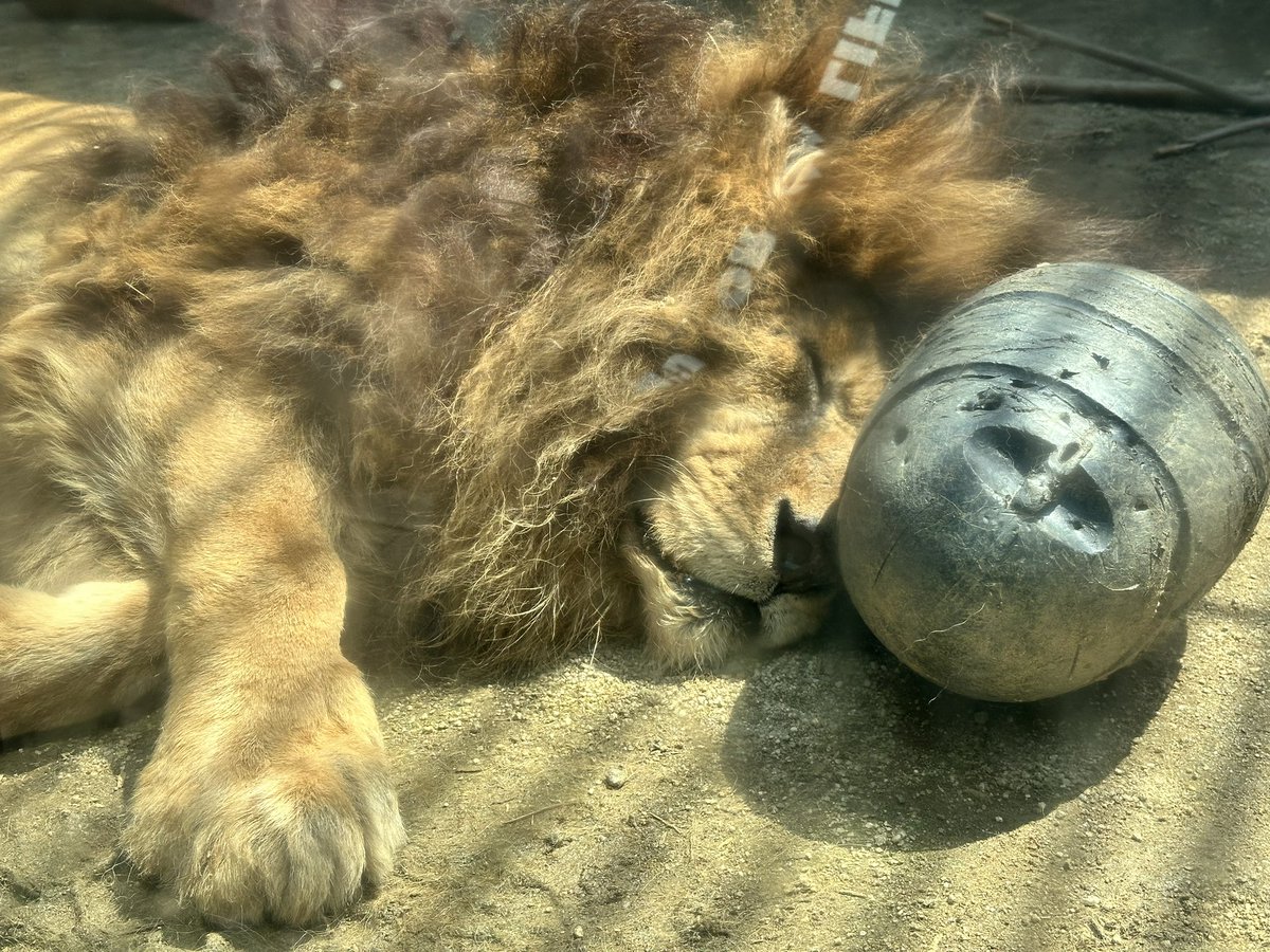 kobacho78's tweet photo. 柵がなかったり、近くで見れたり。
この動物園好き😊

#熊本市動植物園
#熊本市 https://t.co/iXBEUIToFL