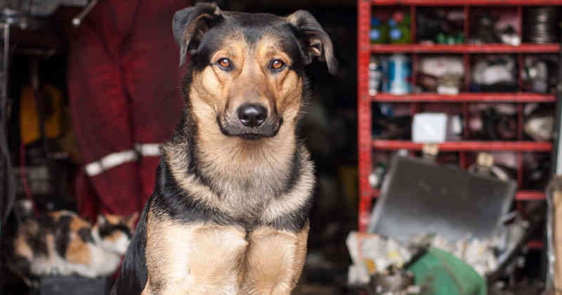 luisfjimenez's tweet photo. @Manuler Mas Respeto con los perros de taller.  Tiene más presencia una mosca ahogada en la sopa que el KKs en una reunión. https://t.co/AlCvP5H9oC