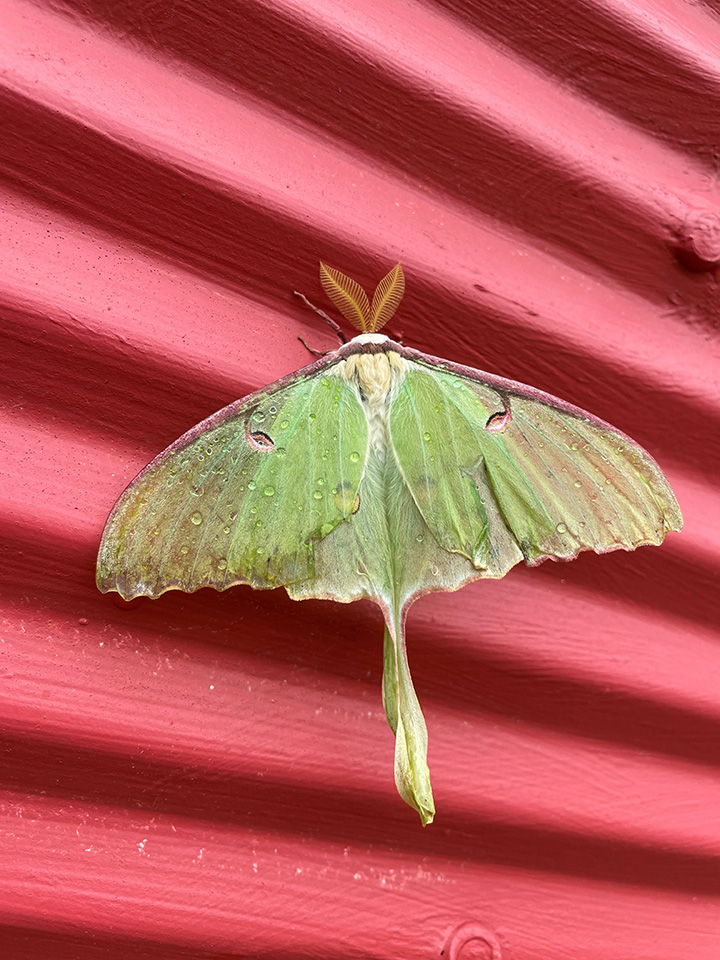 MinnesotaSeason's tweet photo. Kaylee uploaded 1 photo of luna moth 6/10/2026. https://t.co/JSwguHkvxZ https://t.co/aJmLjkqPyl