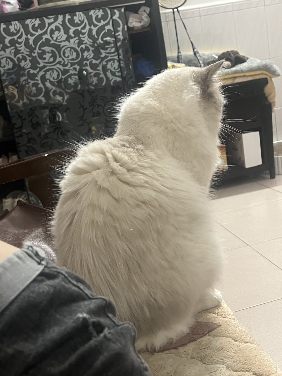 zhuzious's tweet photo. 猪咪猪咪 https://t.co/mMihtC7J0H