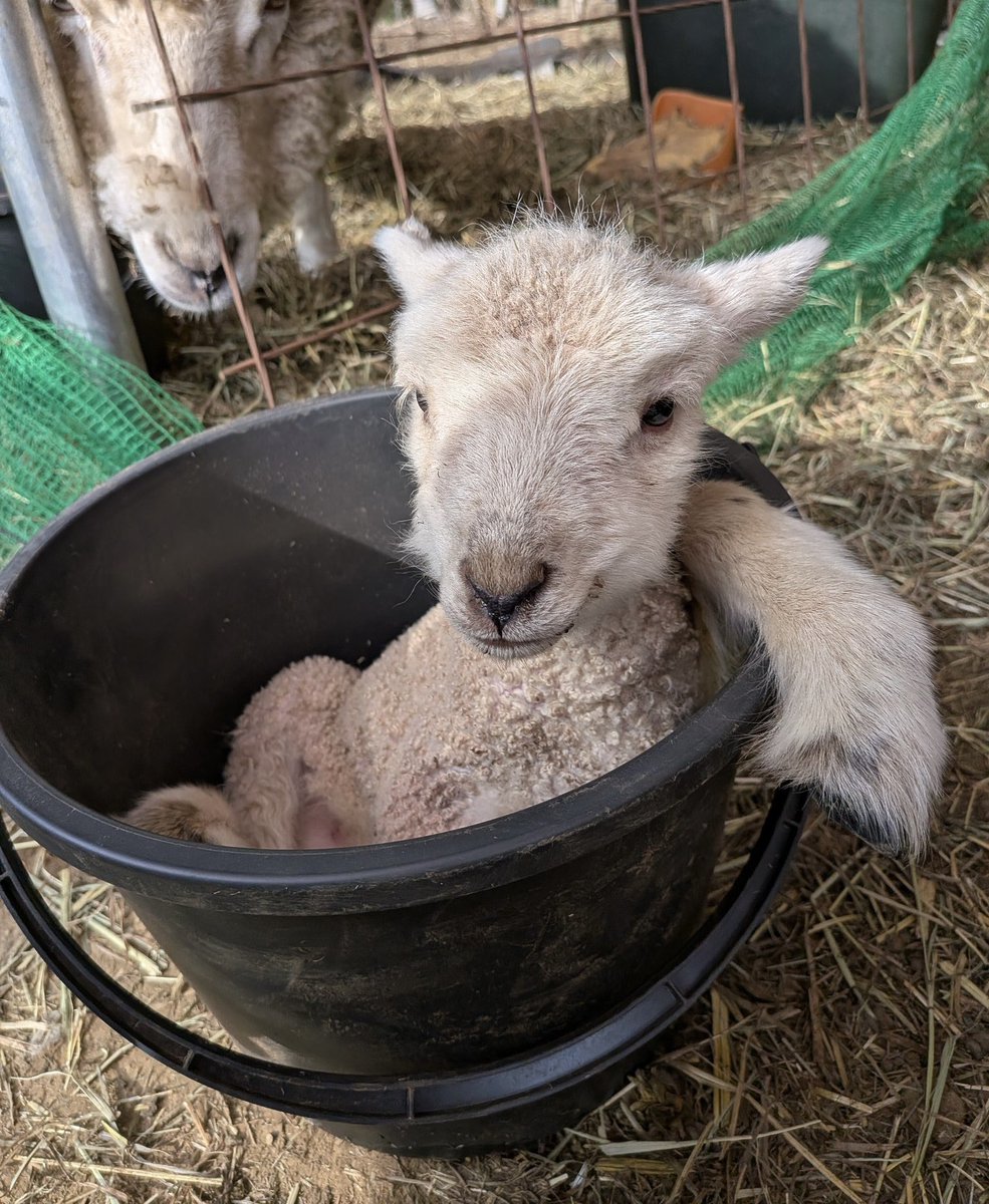 lambning's tweet photo. https://t.co/fKJ2rCtOyr