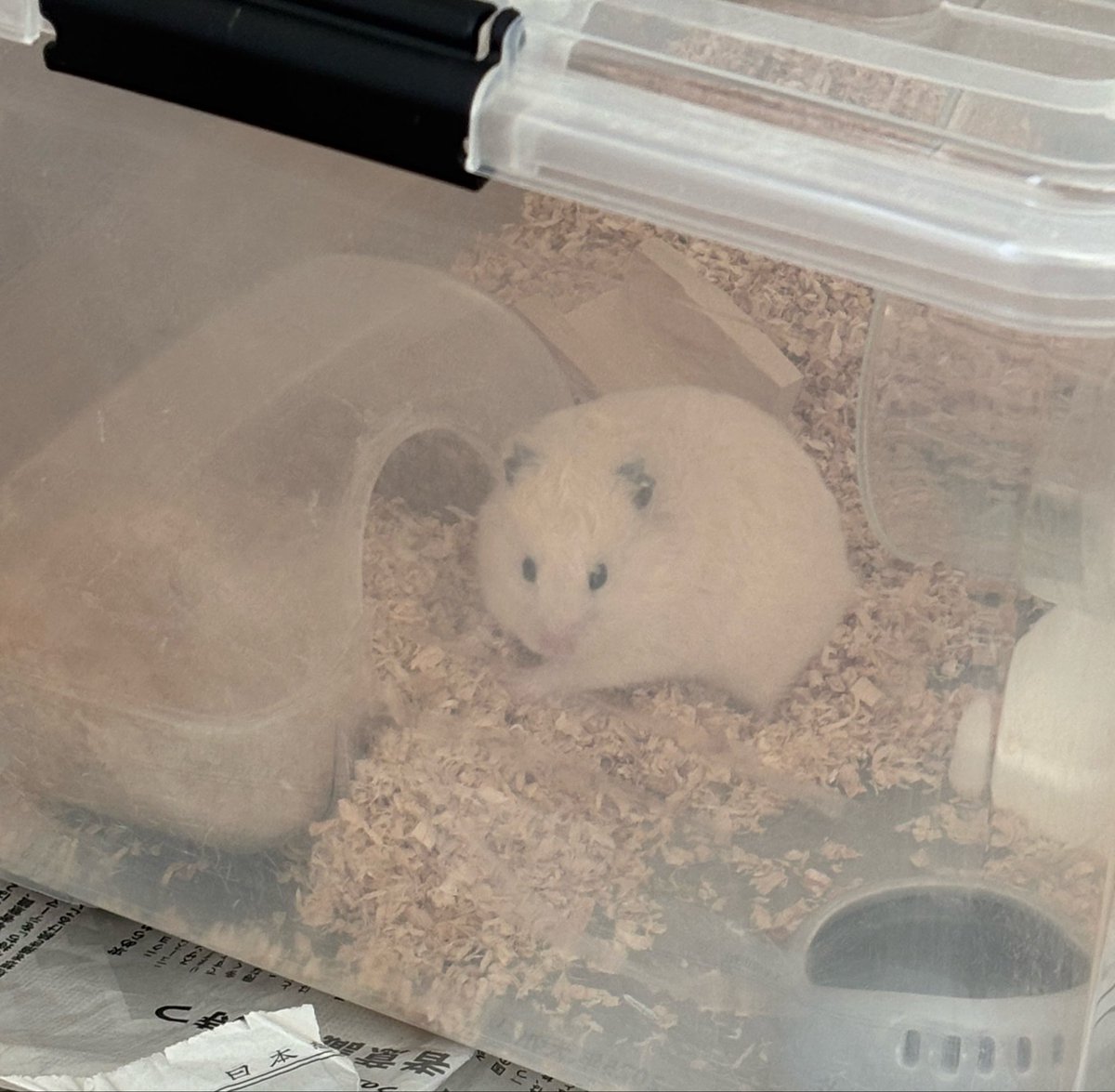 Yuki_Chemical's tweet photo. 🐹：快適な睡眠は快適なベッド作りから……

 #おはようございます 
 #有希化学のログボ https://t.co/QvNODICqta