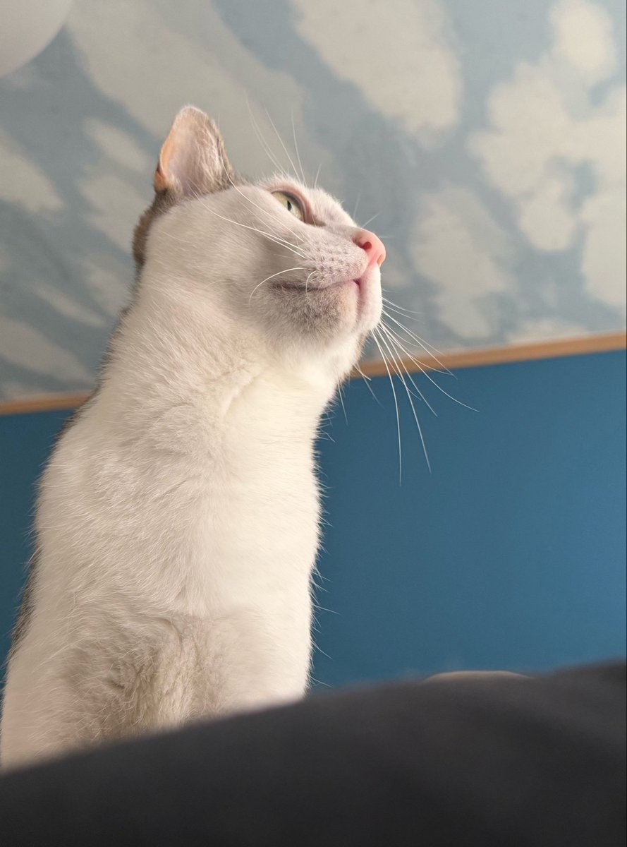 sunponta's tweet photo. 今日もいい朝だ…😼 https://t.co/Wrs9P5FdGT