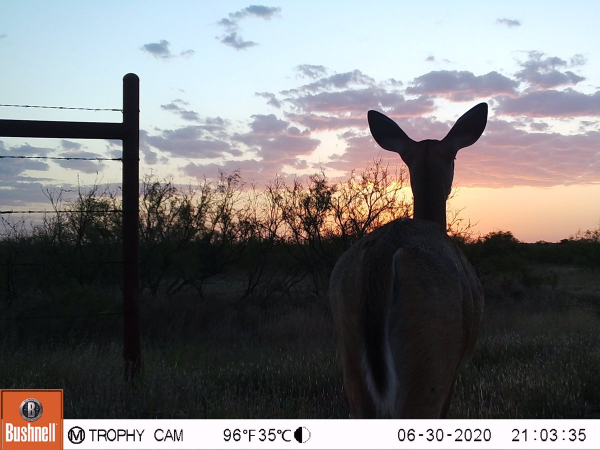 Trail_Cams's tweet photo. https://t.co/ZbjZRzJF58