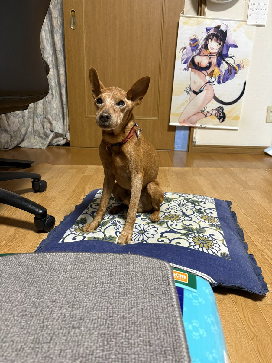 rinhou_tn's tweet photo. ('ｏ'* )お('▽'* )は('ｏ'* )よ('。'* )う！ https://t.co/C2ZO8HpRwS