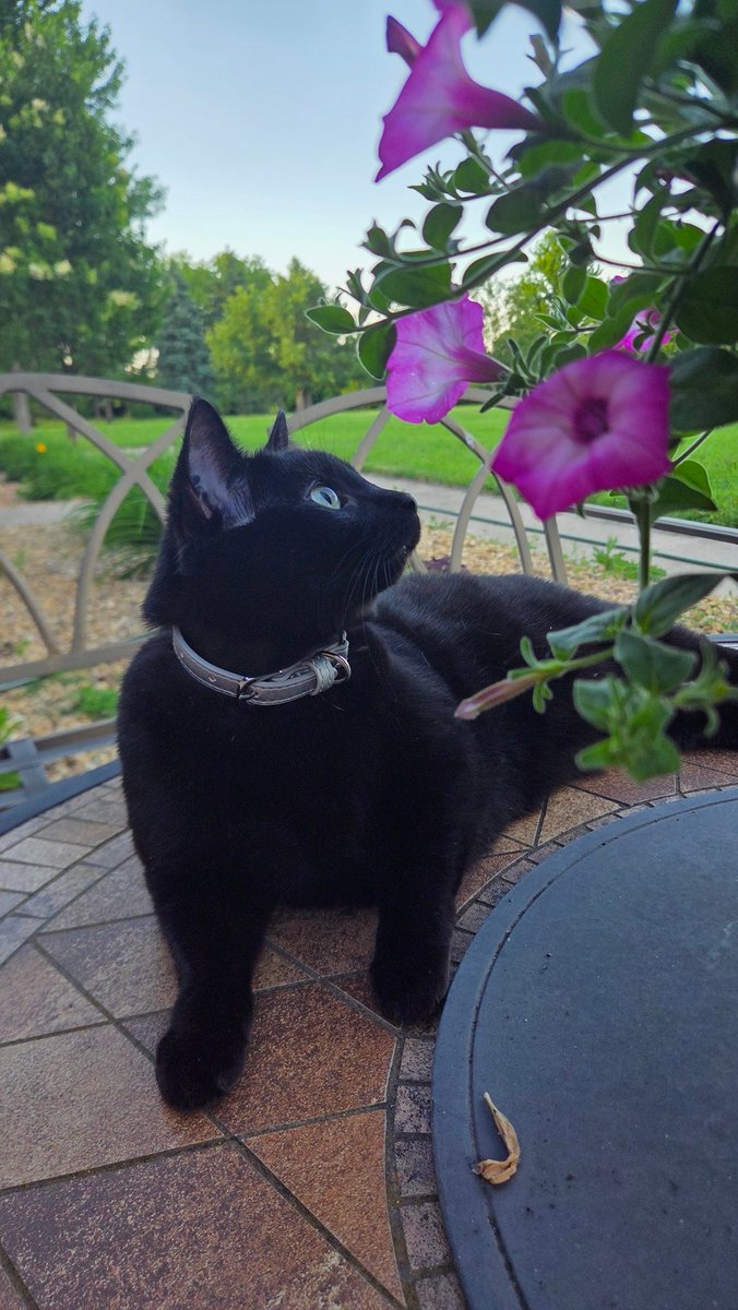 Lolo_Bolt's tweet photo. I love going outside with my kitty https://t.co/HbNIgYUQda