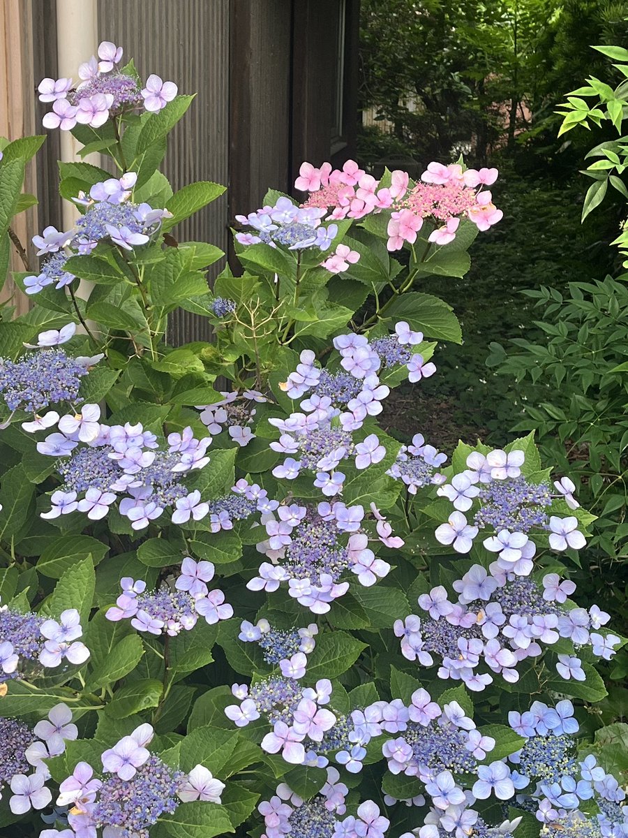 koneko396's tweet photo. @Satomi10063103 おはようございます
紫陽花いい感じですね https://t.co/NcGF9dcbiF