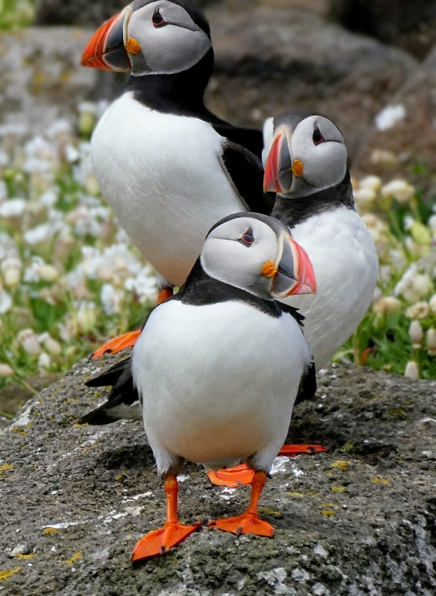 s4r4h_l's tweet photo. #ThrowbackThursday A trip of #puffins , practising for their Charlie's Angels audition, just over a fortnight ago now. Wonderful visit to the #IsleOfMay, beautiful island covered in #seabirds. It's a real pleasure to visit! @SteelySeabirder @VisitScotland @NatureScot #vitaminN https://t.co/TM9YmiKeEY
