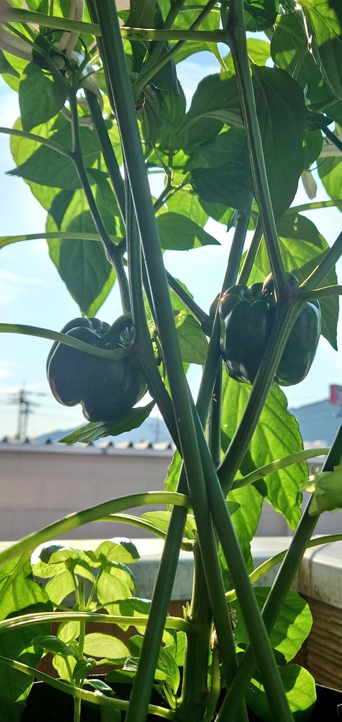 _TT_0413's tweet photo. パプリカ https://t.co/1xJfZgrWcK