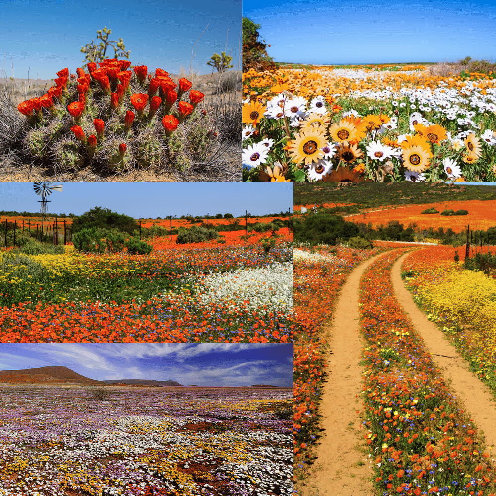 TourismerIO's tweet photo. Each year, the arid landscapes of Namaqualand in #SouthAfrica are transformed into a spectacular display of colour.
https://t.co/1MQ8ECTx27
#sustainabletourism #responsibletourism #tourismer #IndianOcean https://t.co/SbzOZ3KoiZ