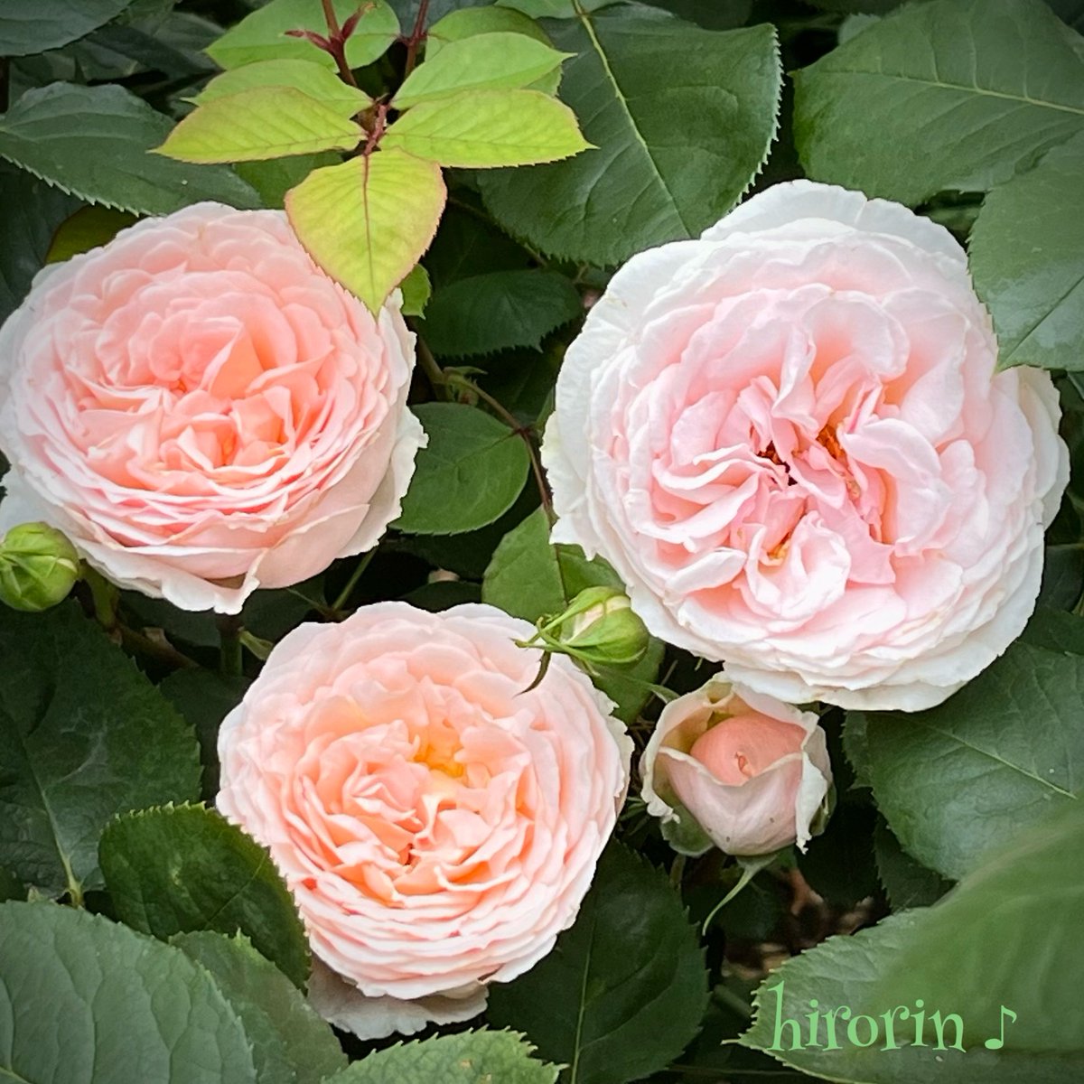 おはようございます 良き一日となりますように ❊ 𓍯✲ #バラ メルヘン