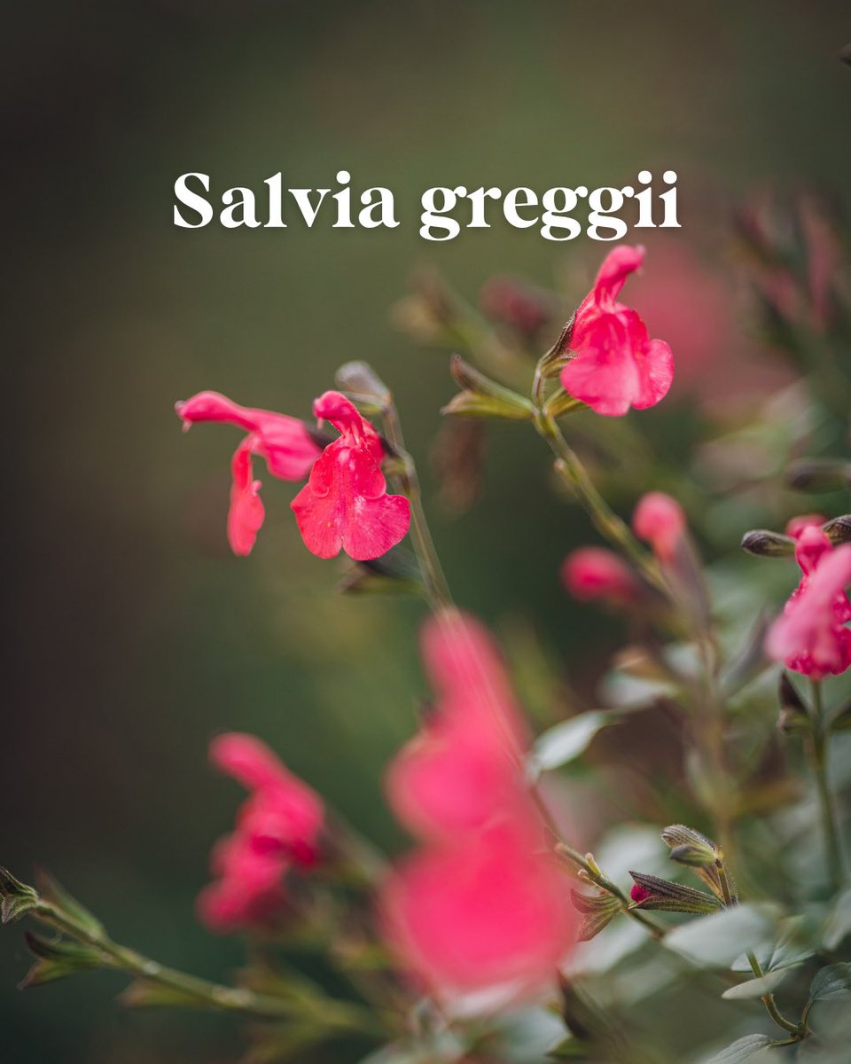 BotanicoCBA's tweet photo. 🌸 Salvia greggii

Con sus delicadas flores rosadas y su extensa temporada de floración, esta especie aporta color y movimiento al jardín durante gran parte del año. https://t.co/osbAniNT9Z