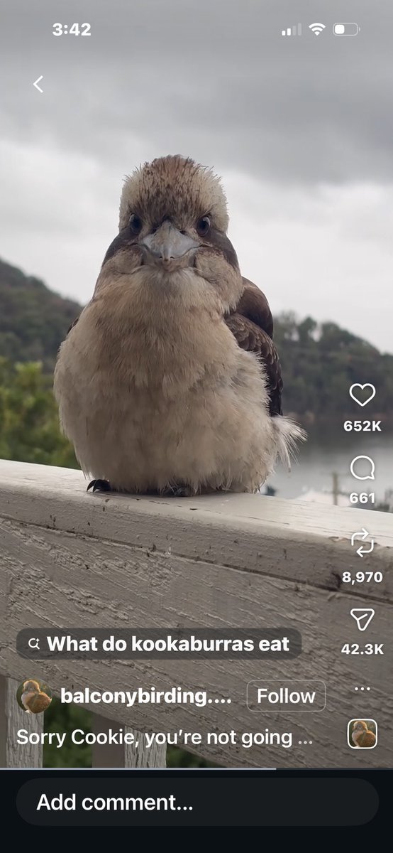 ItsBaileyytt's tweet photo. @JesseRaen can we add a kookaburra pleaseeee to adopt me at least😭😭it’s so cuteee https://t.co/J0CqiXZ1K9