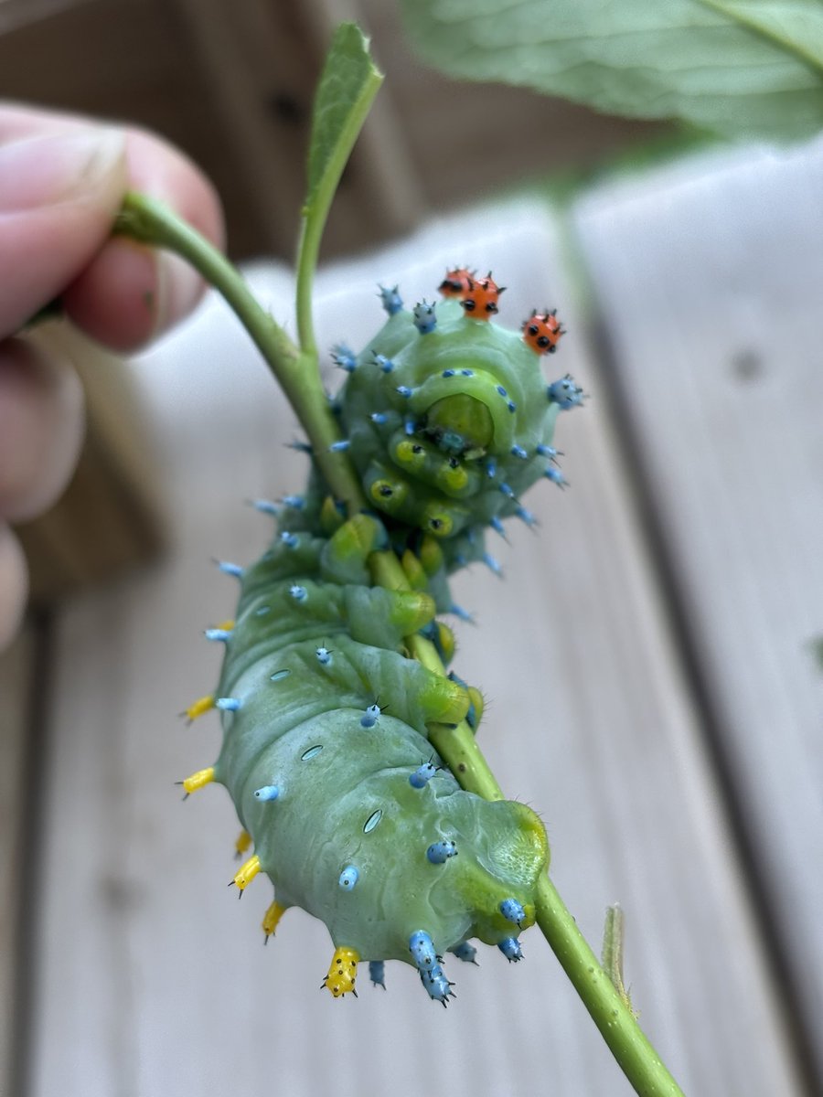 BreezyinKyoto's tweet photo. I can never get enough photos. Such a photogenic caterpillar https://t.co/HbqeV273bX