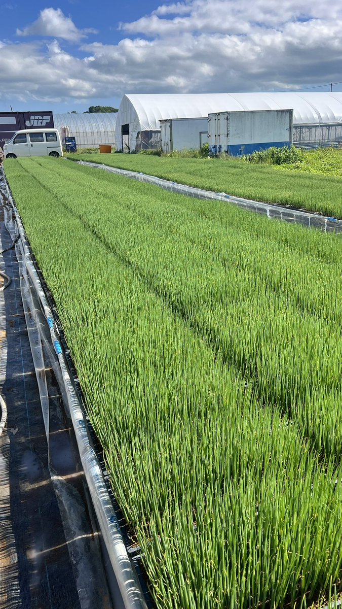 hagefarmer's tweet photo. ネギ栽培2年目にしてこの苗

分からないことは常に私にLINEで確認してきた方。
私が圃場に行けば疑問点を洗いざらい出して都度改善してきた。

俺のYouTubeから始まるストーリー。
全くネギが無いところから100ha超える産地を作る。

彼らの決断力と行動力があるから私も教え甲斐があるってもんよ https://t.co/fObfacHm0B
