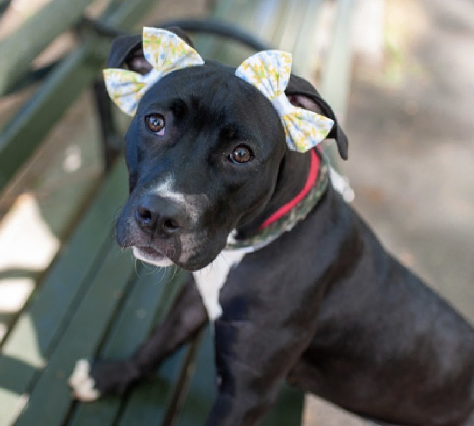 MoishesMom's tweet photo. 🚨🆕 Stray Ebony Pibble NYCACC 🚨

Potato is a Gorgeous Ebony & Ivory 1️⃣0️⃣ month old puppy girl who arrived at the Manhattan Pound in NYC 5️⃣ days ago…she’s 4️⃣1️⃣pounds

Potato’s Limited Bio ℹ 🔗 ⬇️

https://t.co/qO5mmQ19uA

Another puppy with an affect that worries me ☹️ Potato 🥔 is in trouble in this environment… ✍️ a DM to 
@notthesameone2 to apply for this sad beautiful girl 🙏🏻💞🙏🏻

Who doesn’t love puppies ♥️♥️♥️♥️
