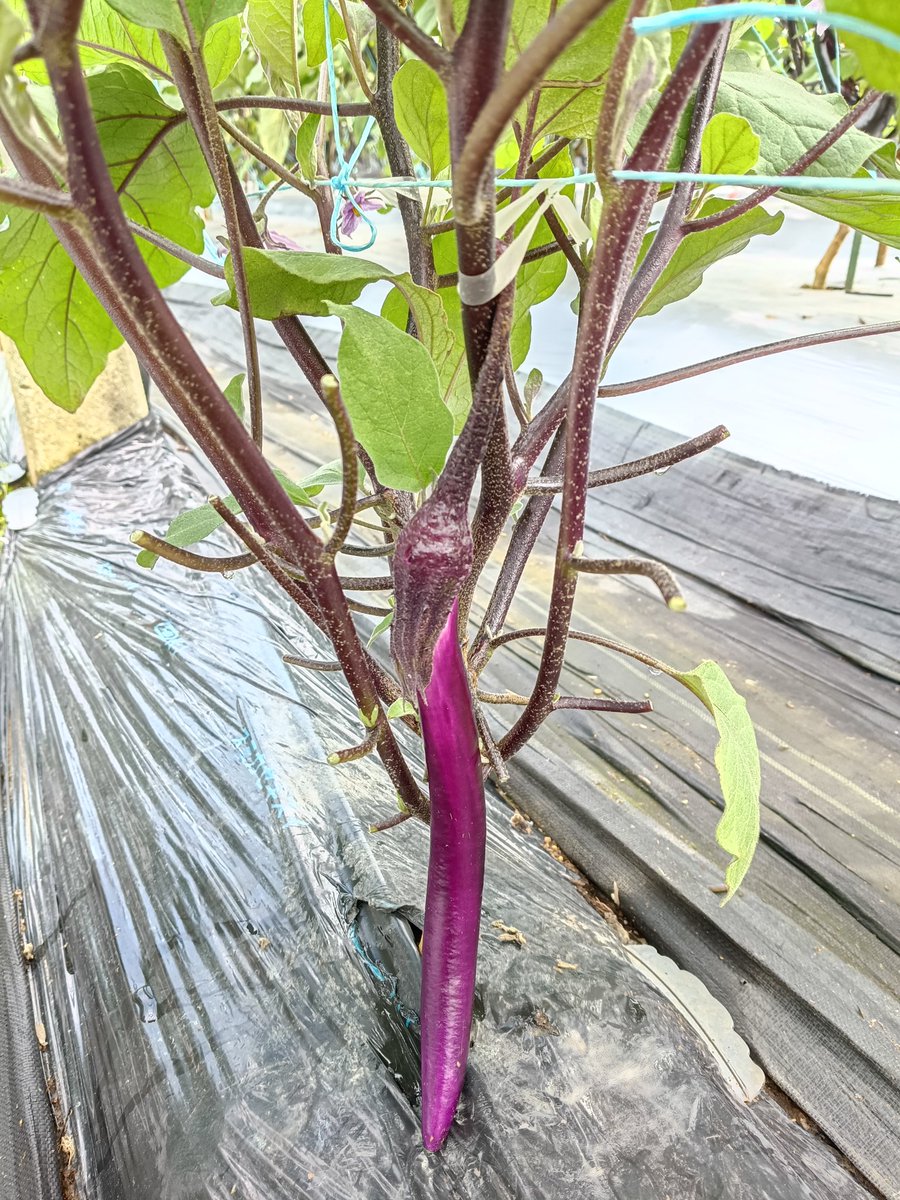 mottu_a_rella's tweet photo. このナス🍆の木🌳ダメだ…🤢

木の軸が紫色🟣になるばかりで
実が採れる気配がない…😥

フフフ…🍆✨️欺けておるな？
忍法隠れ茄子の術でござる！🥷🍆 https://t.co/NCoVpDWCLP