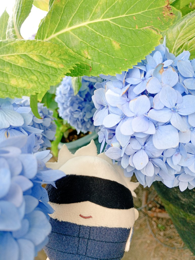 miyazawa_t's tweet photo. おはよー☀
今日も暑くなるの？
でも朝は気持ちいいよー https://t.co/1BdHHkUVYt