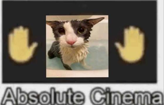 soggy cat tweet media
