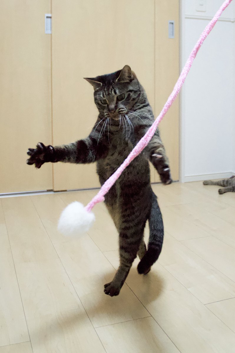 aruten0808's tweet photo. ねこ… https://t.co/griy4APX0Z