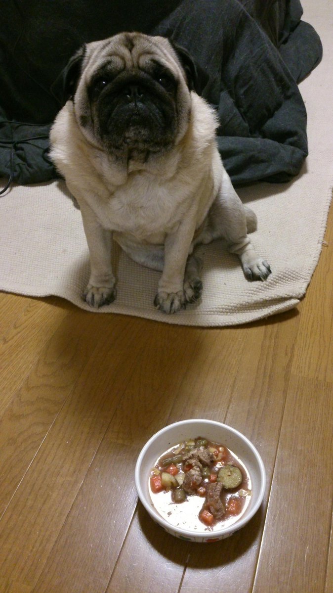 pagunokotarou's tweet photo. 今日も一日
パグかわいいよね〜！ https://t.co/iFBOQ6o2Gw