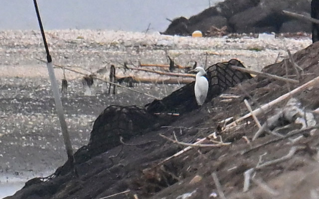 Rothlega's tweet photo. カラシラサギ…らしいです😅
　遠すぎて（500m）ライファーに入れてよいものやら…
7.Jun　＃野鳥　野鳥 https://t.co/HMk9zXNUdY