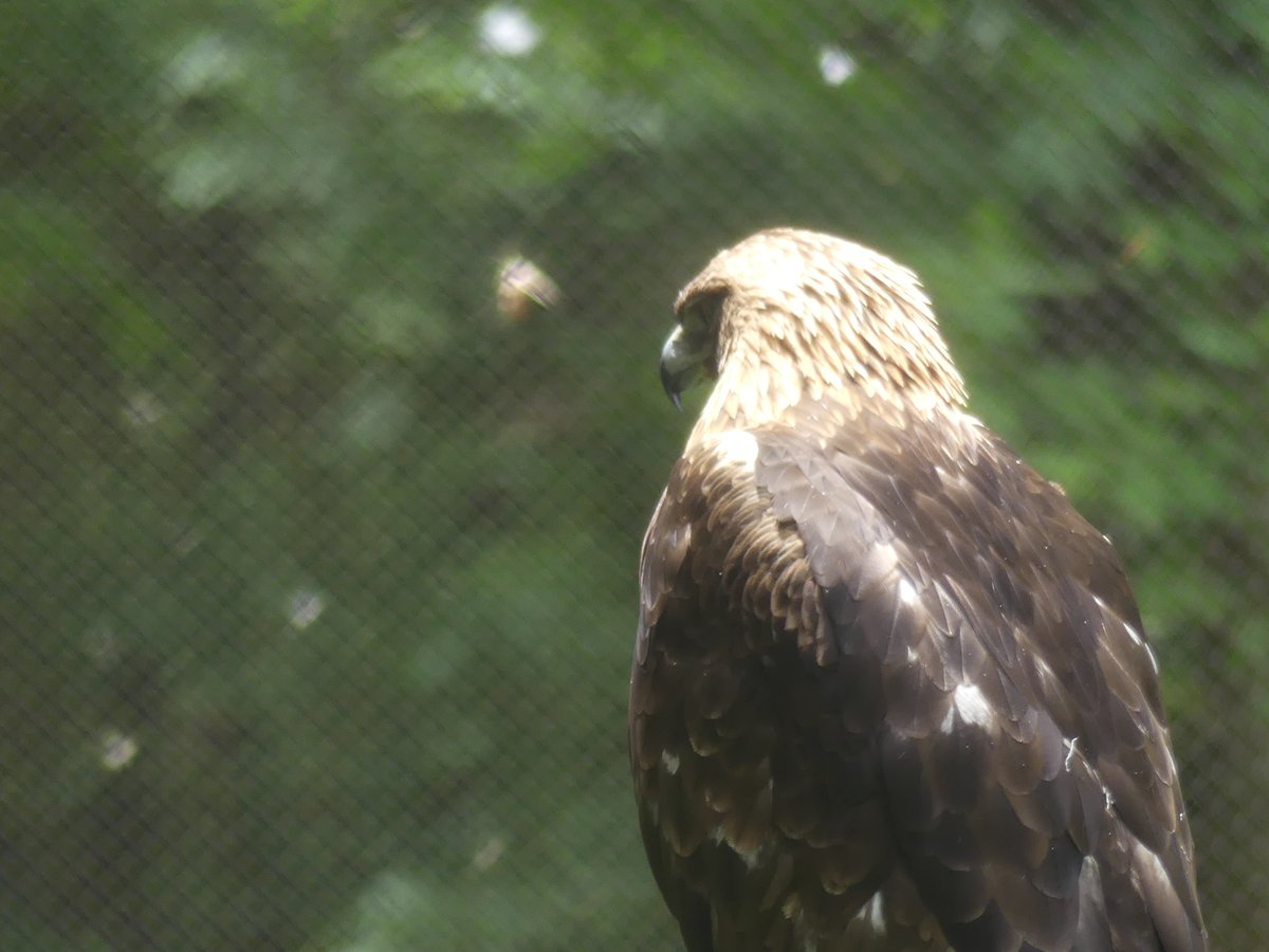 moriokazoo's tweet photo. ゴールデンイーグルの名の由来になったニホンイヌワシの輝く後頭部 https://t.co/NgXbw5I2Fh