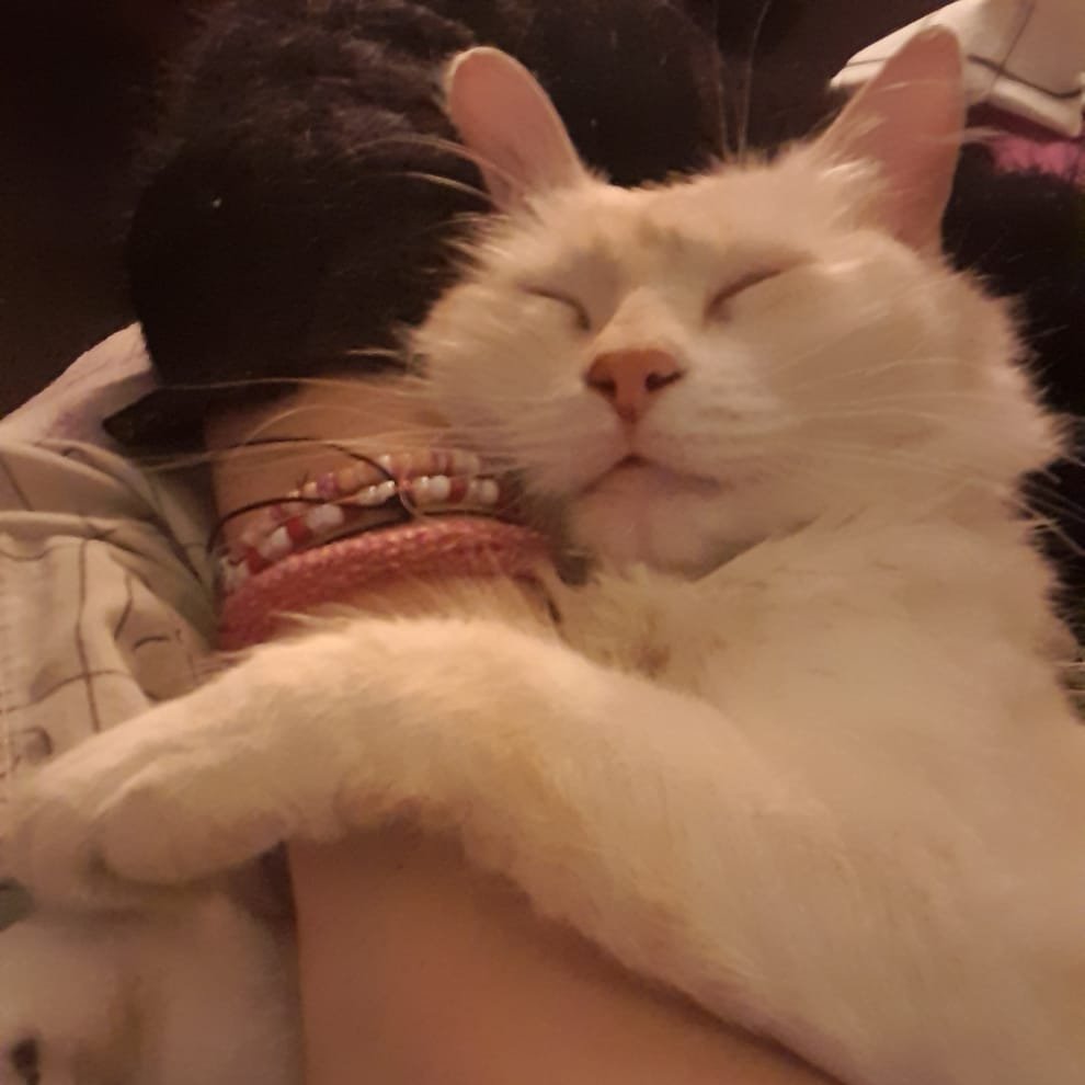 harlivymaclay's tweet photo. i'm really sorry for asking this and i wish i didn't have to, but my best friend's cat got attacked and she will lose her eye if she doesn't get surgery. please share and donate if you can. thank you so much https://t.co/kPUSmTQgwF https://t.co/sm3DT8aswt