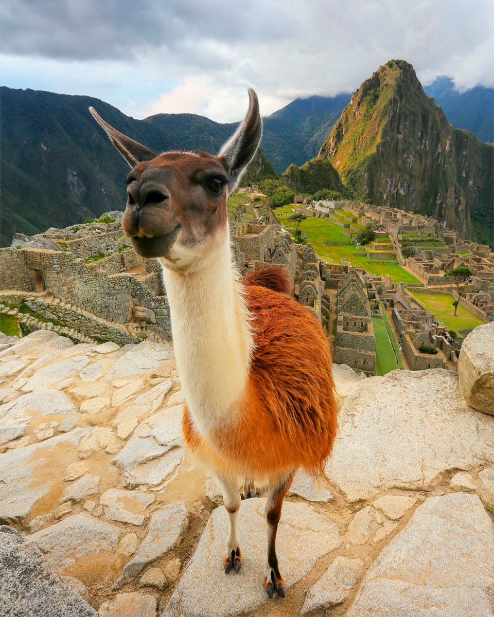 IncaTrailMachu's tweet photo. Machu Picchu doesn't just impress — it stops you in your tracks.
Mountains, clouds, the Urubamba below &amp; a stone city standing 500+ years without mortar. Walk it slowly, it leaves something that doesn't fade. ✨
👉 https://t.co/WoHKiH5PuI
#MachuPicchu #WonderOfTheWorld #VisitPeru https://t.co/0ObQb8vLEm