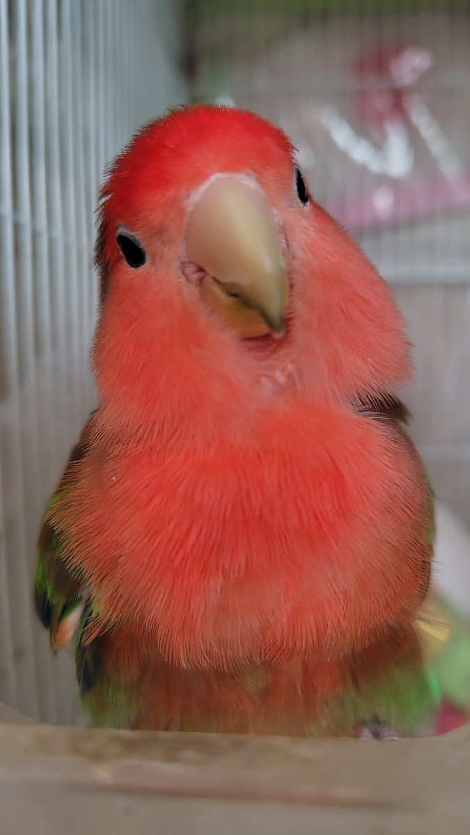 33ma_mi's tweet photo. おはようございます☀
お弁当の写真撮り忘れたのでかわい子ちゃん見て🩷
6/11(木)我が家の愛鳥🦜
むぎちゃんとまめちゃん。
#コザクラインコ #オカメインコ https://t.co/rmUQG4cC3S