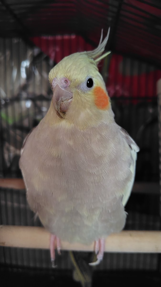 33ma_mi's tweet photo. おはようございます☀
お弁当の写真撮り忘れたのでかわい子ちゃん見て🩷
6/11(木)我が家の愛鳥🦜
むぎちゃんとまめちゃん。
#コザクラインコ #オカメインコ https://t.co/rmUQG4cC3S