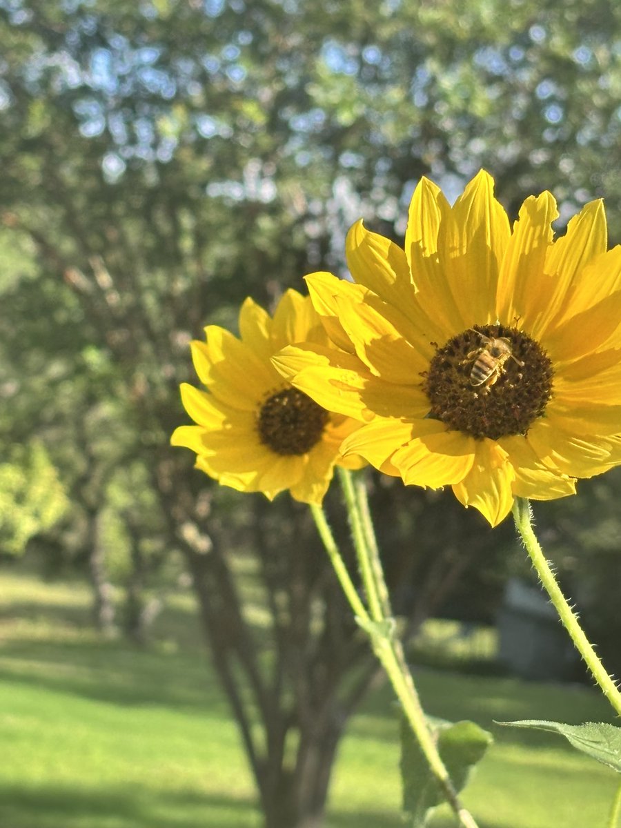 CCTexassquared's tweet photo. The bees are busy in the garden… https://t.co/hwC9yiu8Op