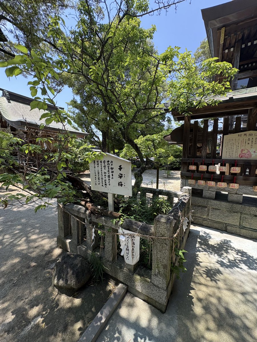 kusunoki_log's tweet photo. 福岡県糸島市「産宮神社」⛩️

糸島の自然豊かな場所に鎮座する神社で、安産や子授け、子どもの健やかな成長を願う神社として古くから信仰されています。

境内には神功皇后が初めて植えたと伝わる御神木もあります🌳

糸島は海や自然のイメージが強いですが神功皇后ゆかりの伝承が残る神社も多いです。 https://t.co/iz41ptT8yC