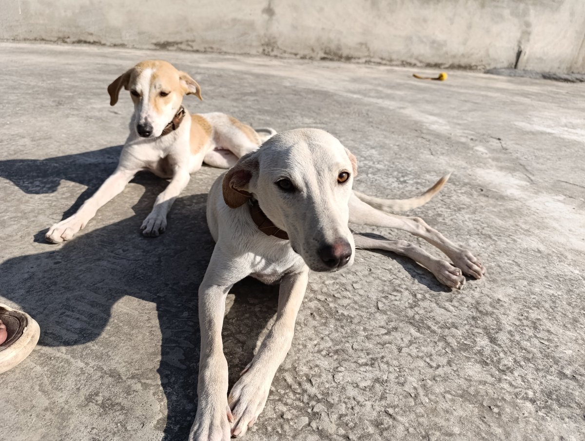 Ammu28707972's tweet photo. Beautiful jasmine and Snowwhite ❤️ are 2 of 68 babies I have. For 3.5 years I worked without any volunteers. My job was my biggest security for my farm. Today I don't have job. It's temporary. But I do desperately need your help. I don't get enough reposts. https://t.co/WOySl5bo8c